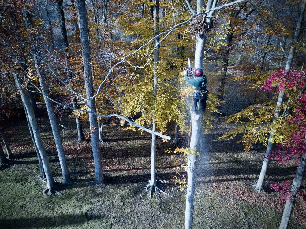 Affordable yard cleanup service for outdoor upgrades across Sterling, VA - ADM Tree Services