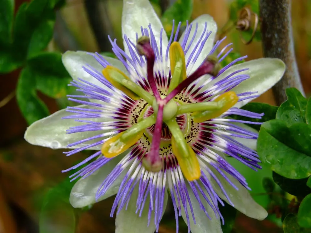 Expert yard cleanup service in Portland, OR by Admirable Landscapes