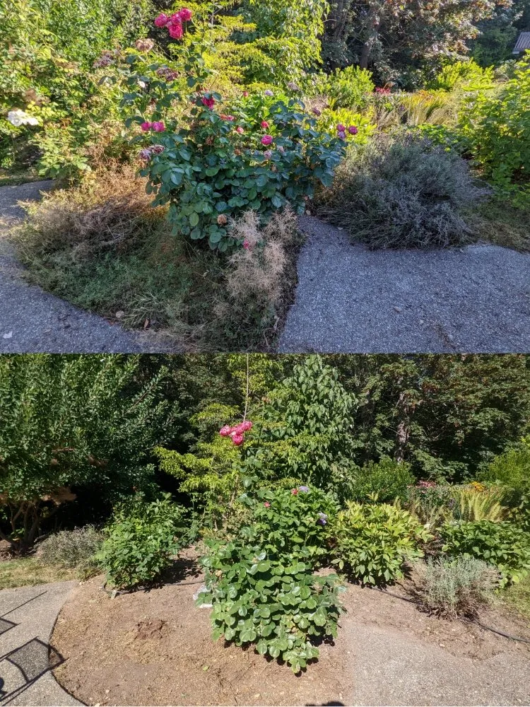 Top-rated landscaping services in Seattle, WA - Admired Earth Gardening Services