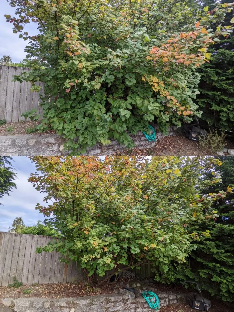 Professional residential landscaping experts serving Seattle, WA - Admired Earth Gardening Services