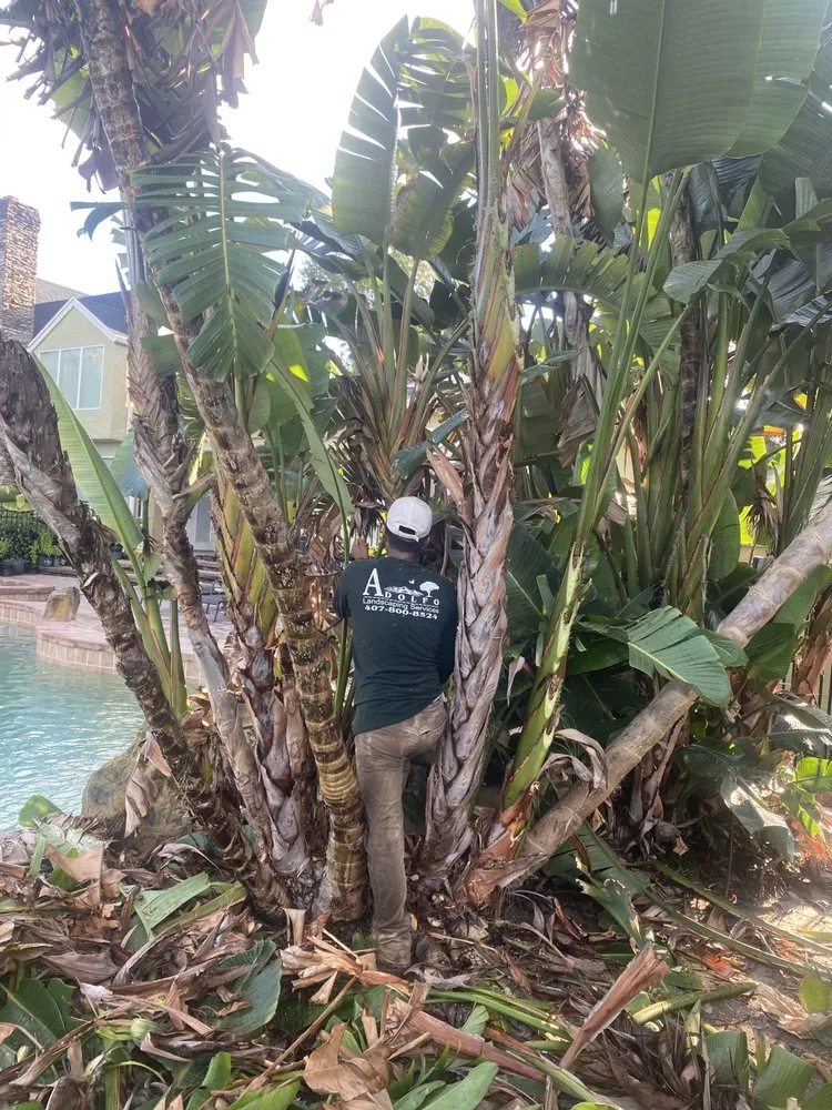 Professional yard cleanup service experts serving Ocoee, FL - Adolfo Landscaping Services