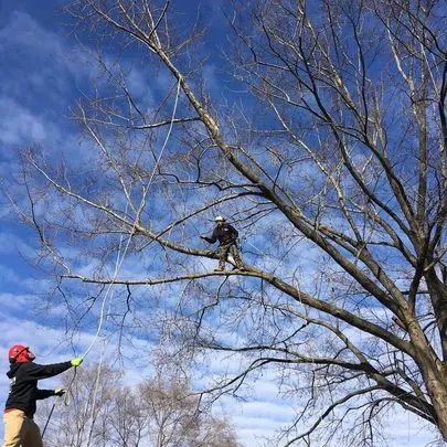 Top-rated yard cleanup service in Carpentersville, IL by Adolfo Tree Services