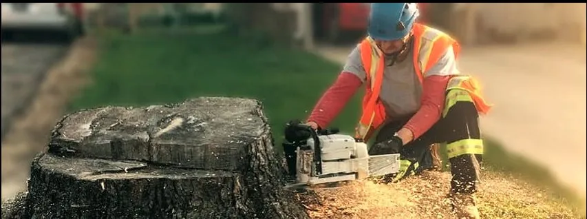 Top-rated yard maintenance for residential properties across Carpentersville, IL - Adolfo Tree Services