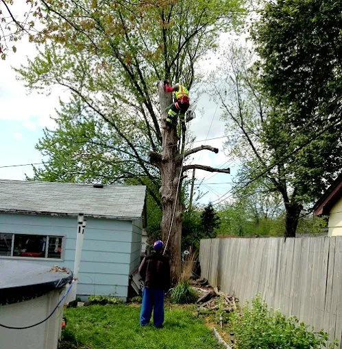 Affordable garden landscaping for outdoor upgrades in Carpentersville, IL by Adolfo Tree Services