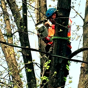 Local yard maintenance for beautiful yards across Carpentersville, IL - Adolfo Tree Services