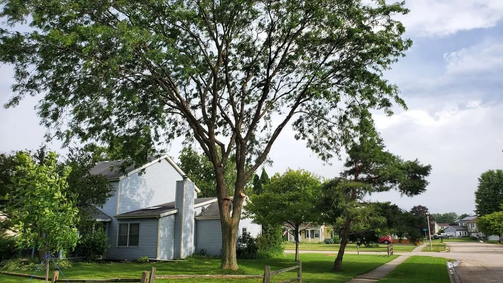 Top-rated landscaping services in Carpentersville, IL by Adolfo Tree Services