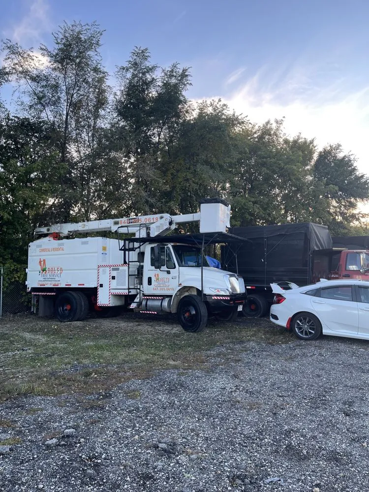 Expert yard maintenance for outdoor upgrades across Carpentersville, IL - Adolfo Tree Services