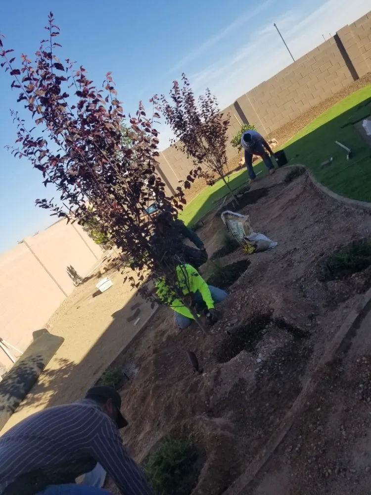 Trusted yard maintenance for beautiful yards across El Mirage, AZ - Adolfo's Landscape & Irrigation