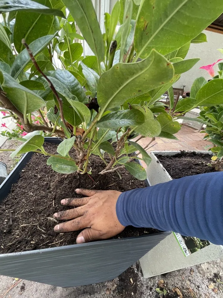 Professional yard cleanup service for beautiful yards in Jupiter, FL by Adonay Landscaping