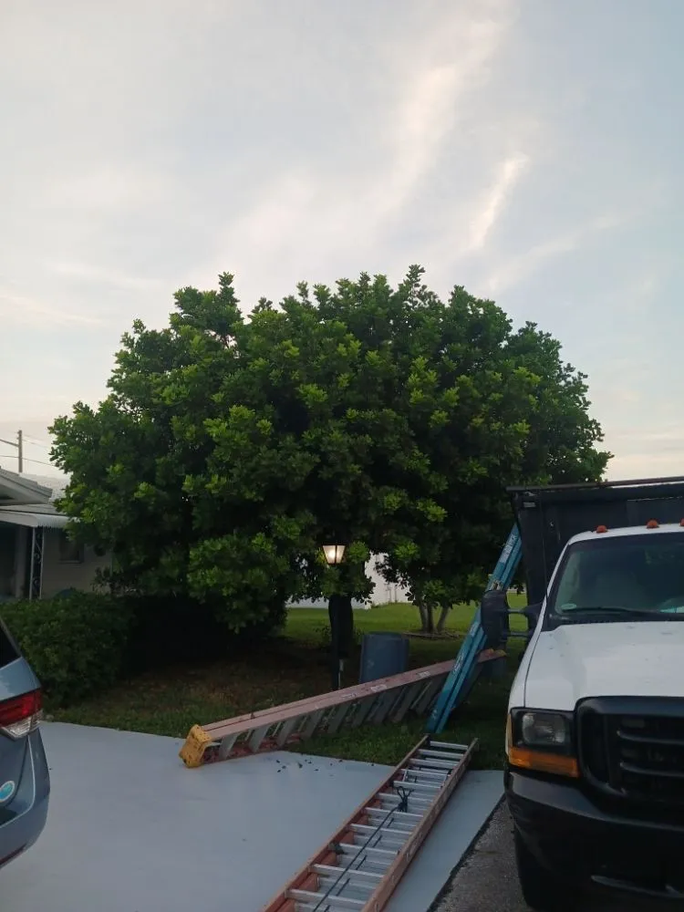 Local outdoor landscaping experts serving Haverhill, FL - Adony's Lawn Care