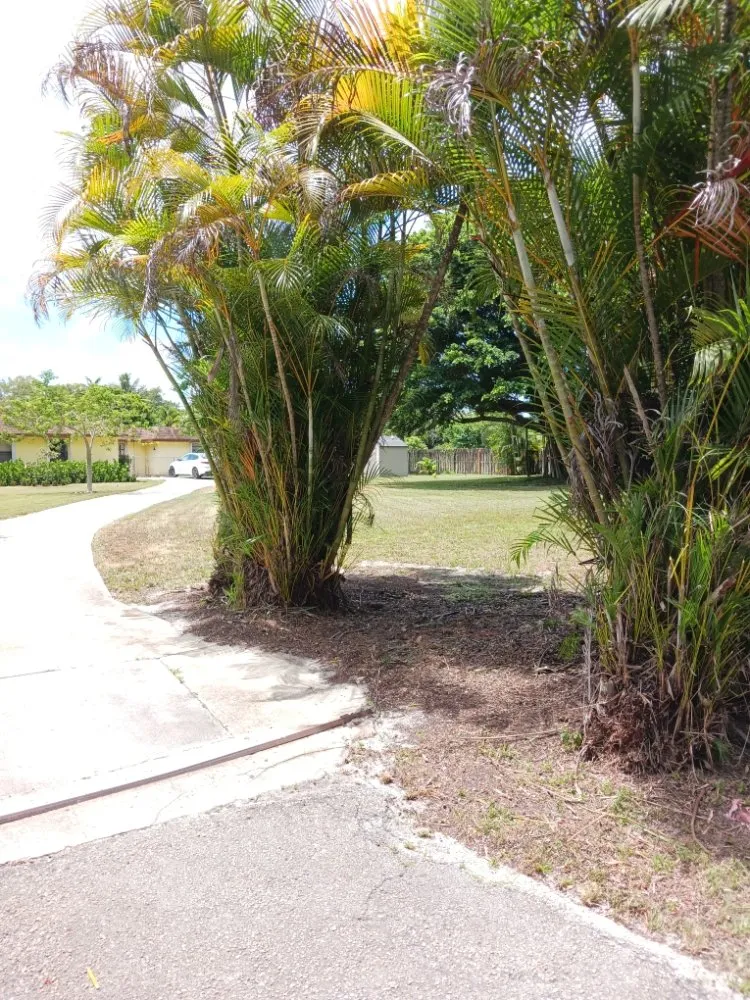 Reliable yard cleanup service in Haverhill, FL - Adony's Lawn Care