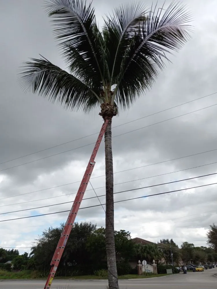 Expert yard maintenance near you across Haverhill, FL - Adony's Lawn Care