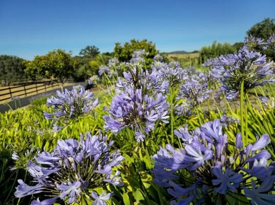 Adorn Landscape & Maintenance Logo
