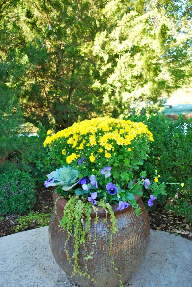 Trusted lawn care service in Oklahoma City, OK - Adorn