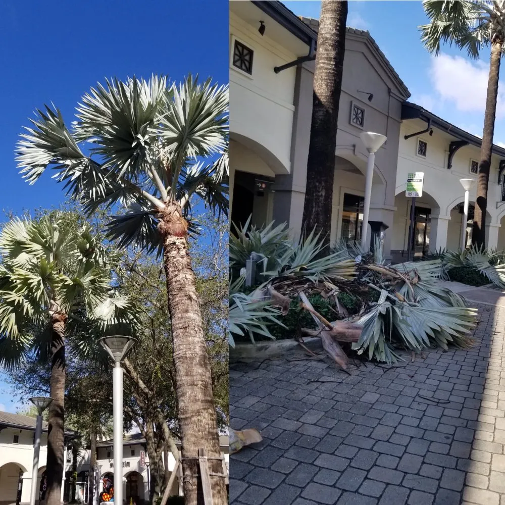 Expert landscape design experts serving Miramar, FL - Adorno Landscaping