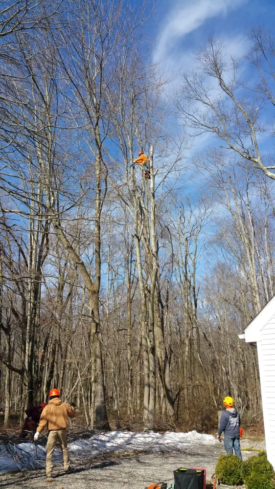 Professional yard maintenance with custom design in Princeton, NJ by ADP Land Design and Tree Service