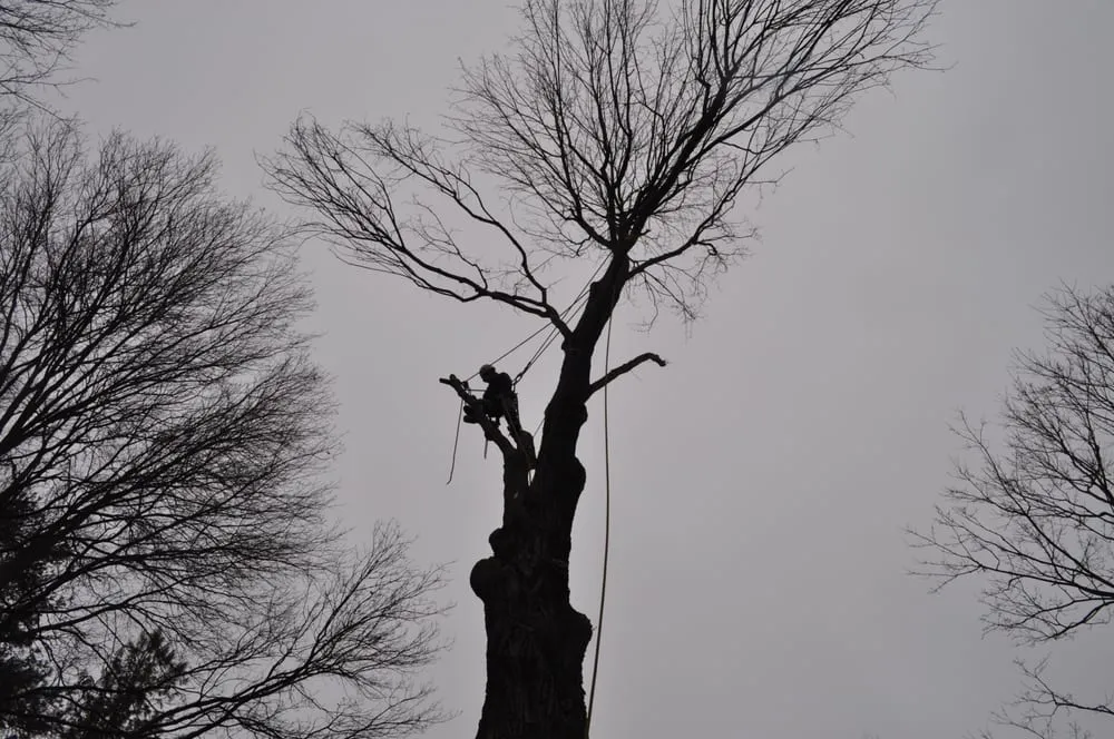 Reliable landscaping services for year-round maintenance in Princeton, NJ by ADP Land Design and Tree Service