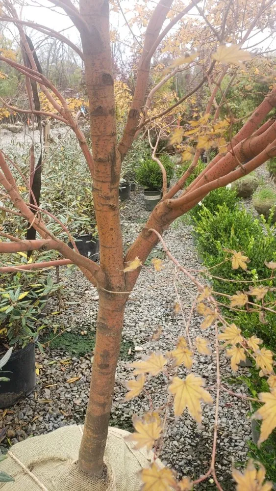 Top-rated lawn mowing service in Princeton, NJ by ADP Land Design and Tree Service