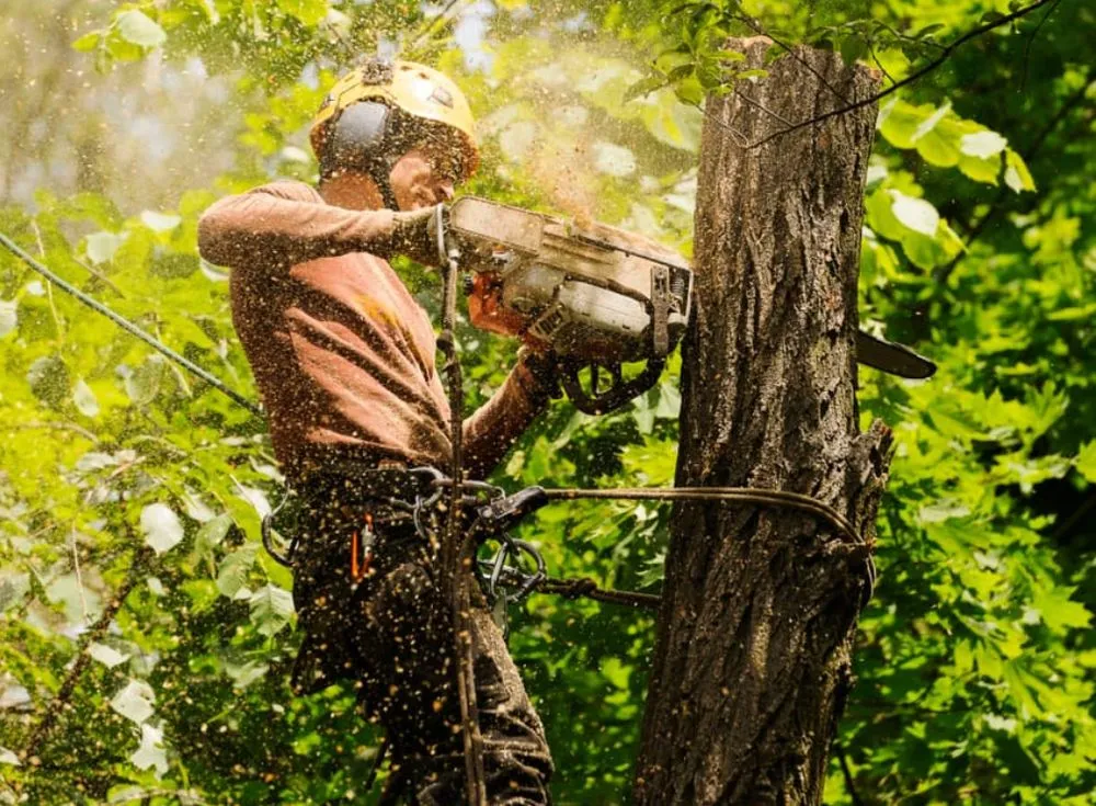 Expert yard maintenance for year-round maintenance in Ukiah, CA by Adrian & Mendozas Mechanic Landscaping & Tree Service