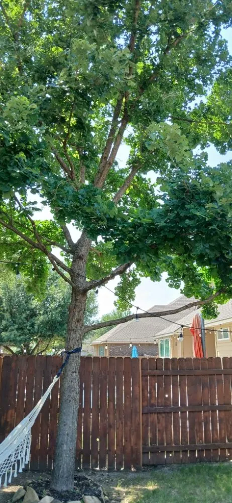 Custom outdoor landscaping experts serving Elgin, TX - Adrian Garcias