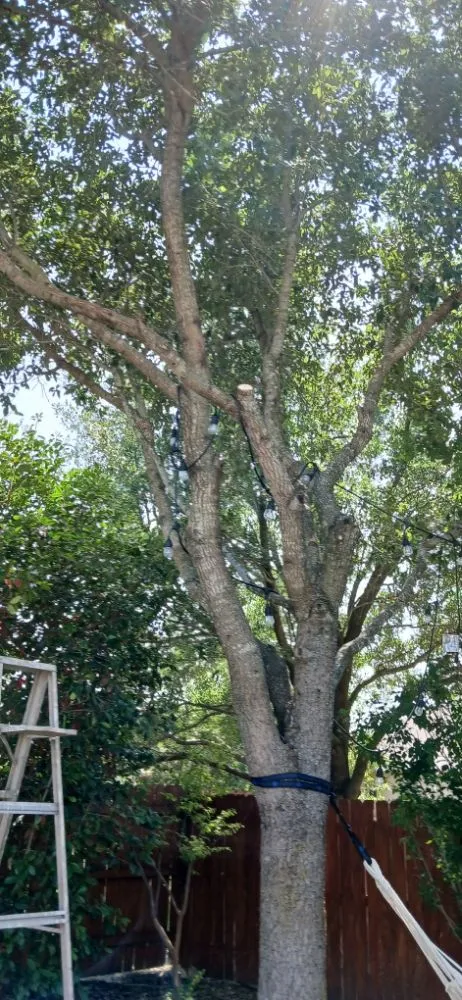 Professional landscape installation for homes across Elgin, TX - Adrian Garcias