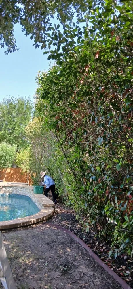 Top-rated yard cleanup service in Elgin, TX - Adrian Garcias