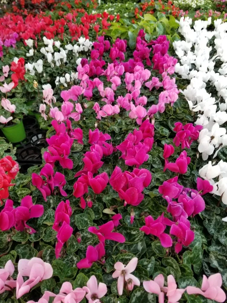 Local landscaping services in Los Angeles, CA - adrian landscape