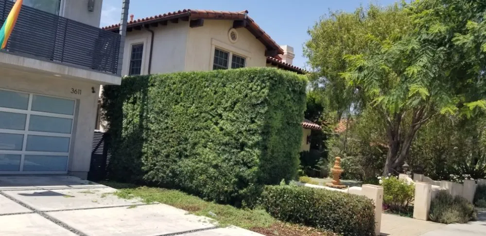 Local garden landscaping in Los Angeles, CA by adrian landscape