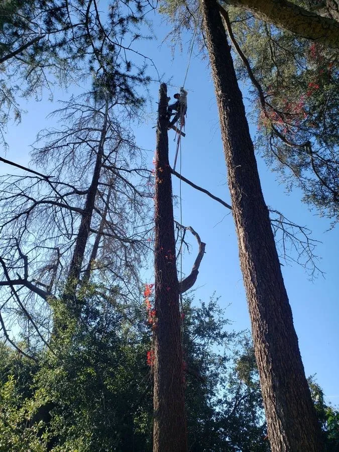 Professional lawn care service in Los Angeles, CA - adrian landscape