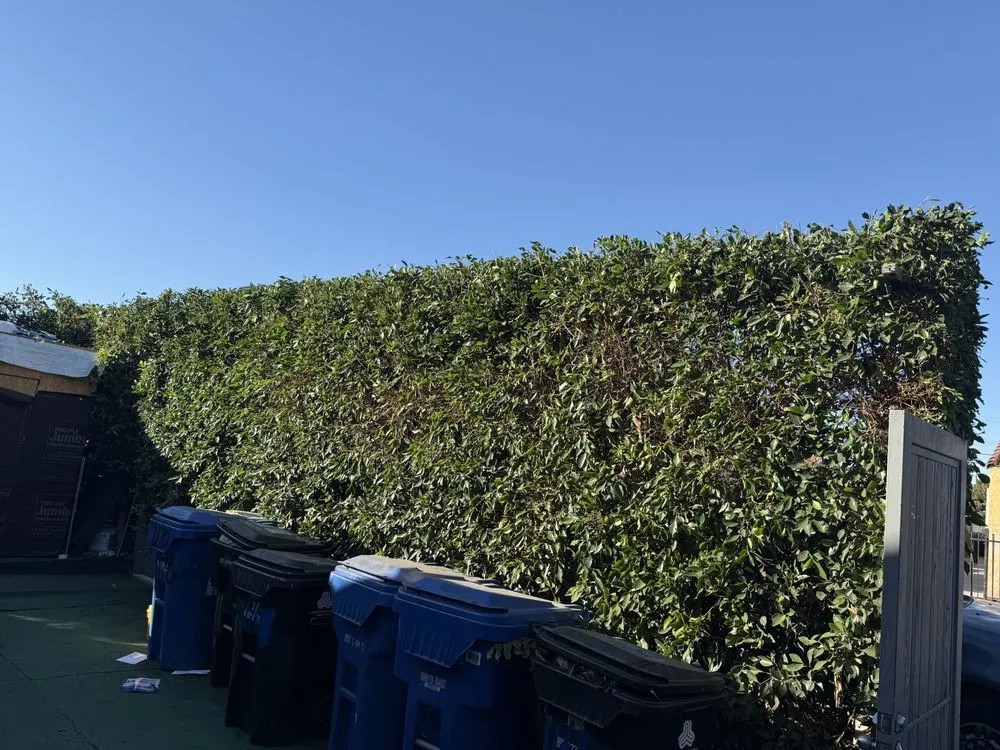 Custom outdoor landscaping in Los Angeles, CA by adrian landscape