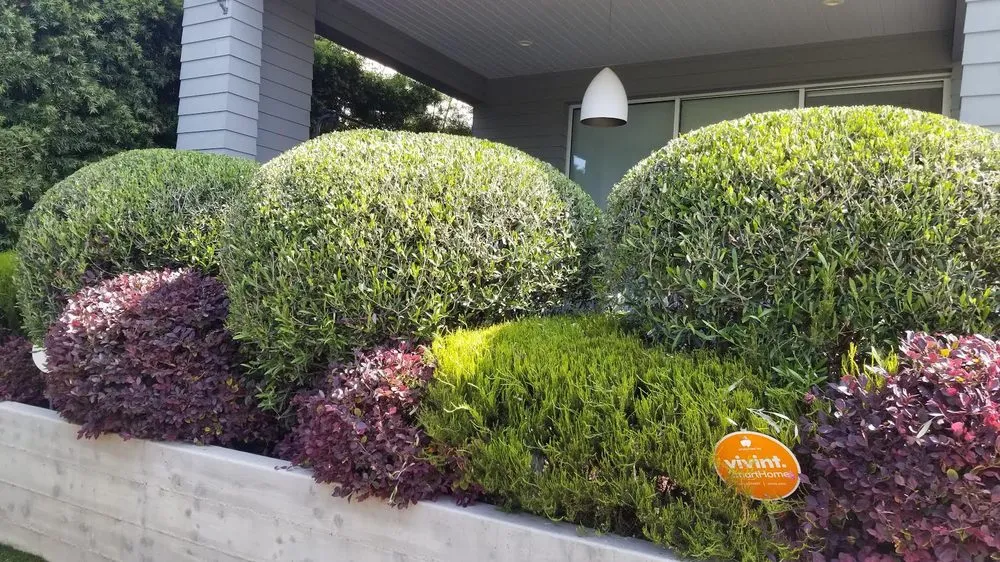 Affordable lawn care service in Los Angeles, CA - adrian landscape