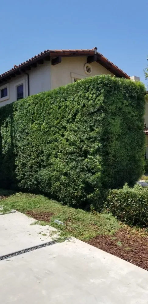 Affordable yard maintenance in Los Angeles, CA by adrian landscape