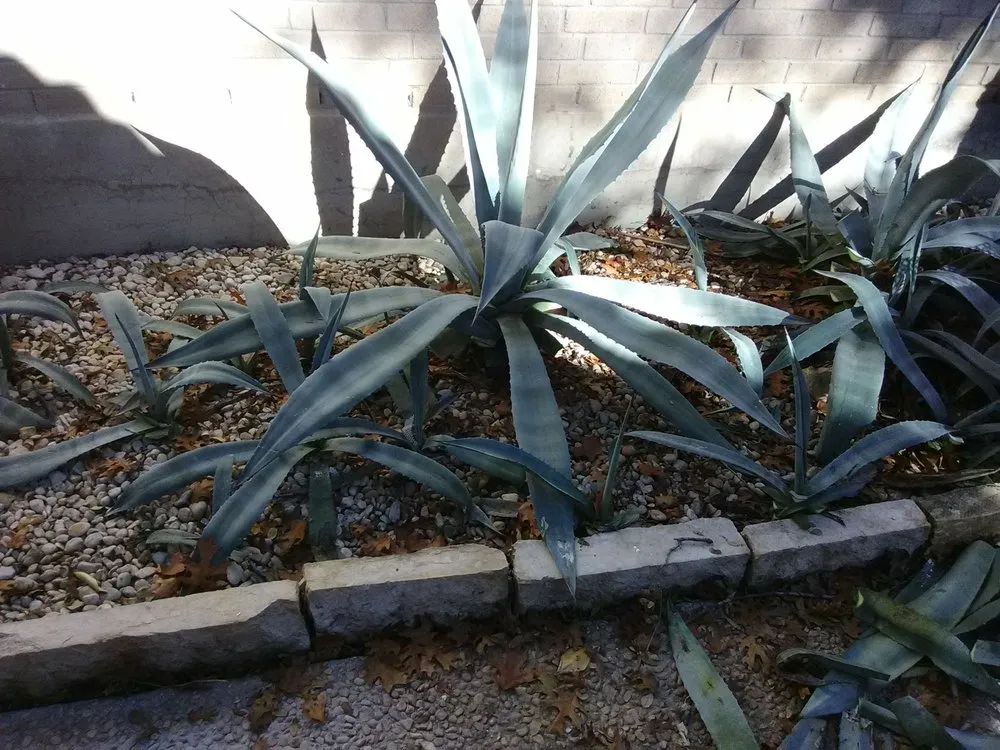 Professional yard maintenance for residential properties across San Antonio, TX - Adrian's All Star Services