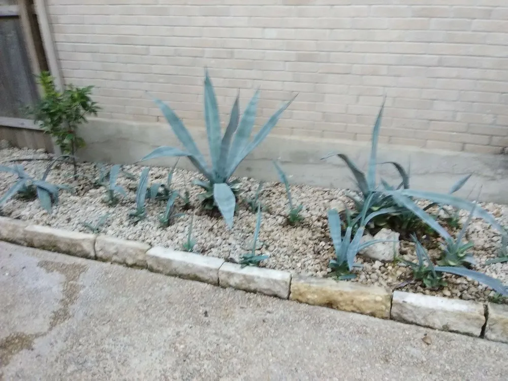 Trusted yard maintenance in San Antonio, TX - Adrian's All Star Services