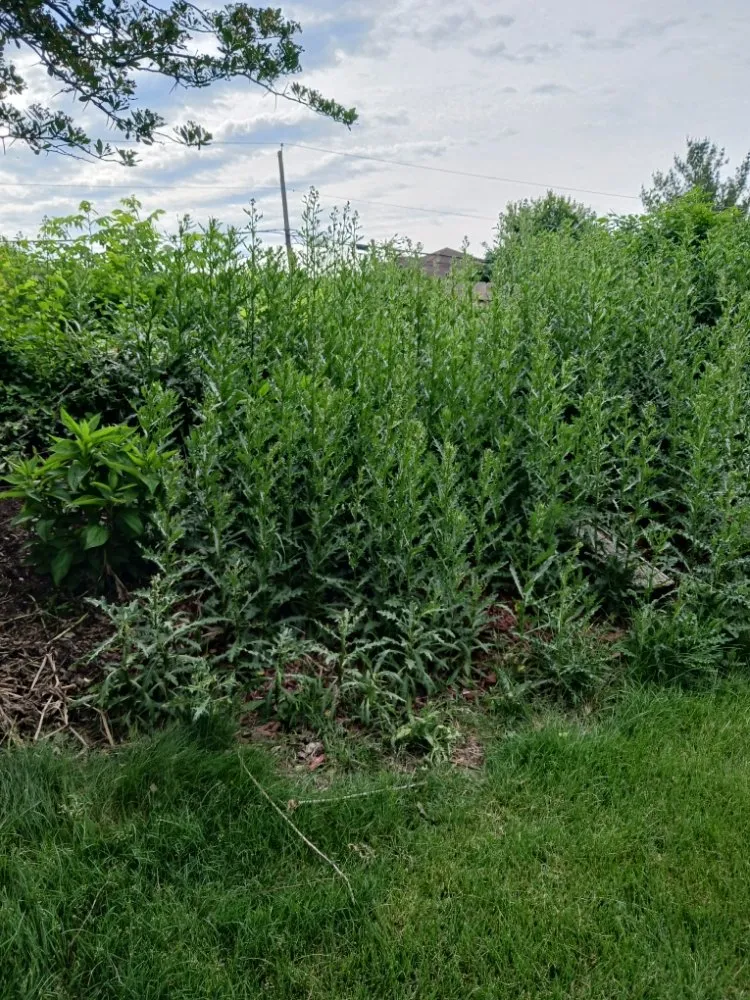 Reliable landscape design in Glen Ellyn, IL - Adrian's Landscaping