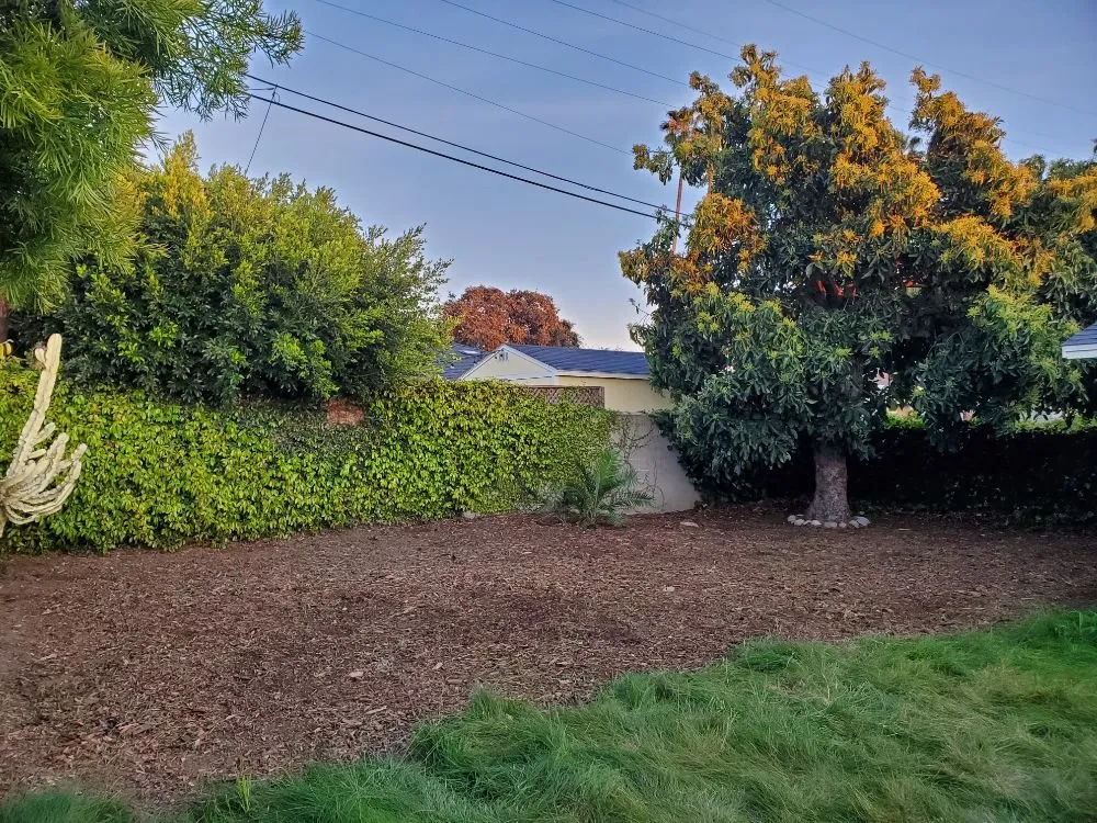 Professional yard cleanup service for beautiful yards across Oxnard, CA - Adrians Landscaping