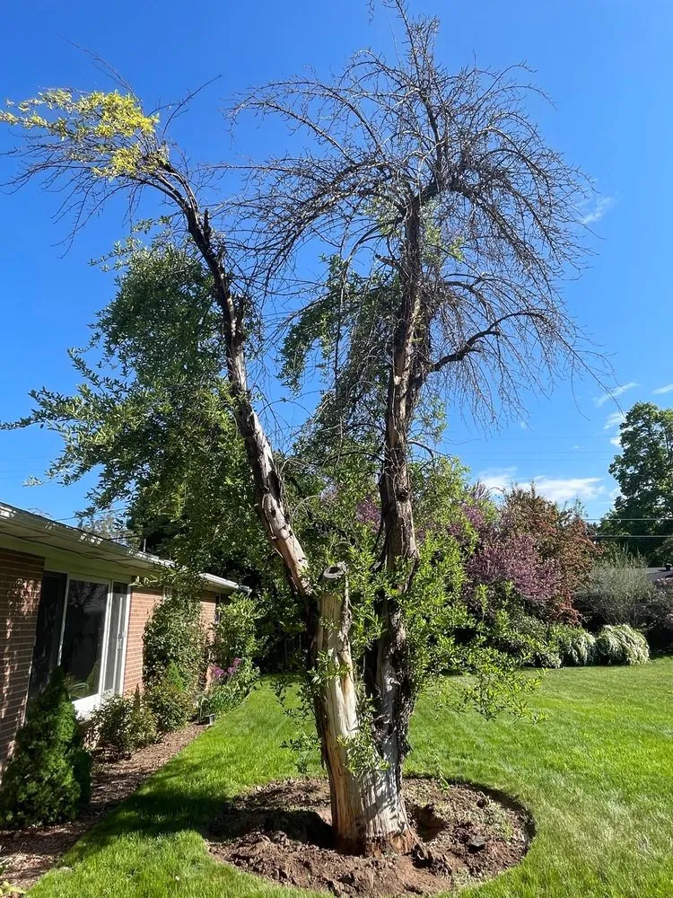 Trusted landscaping services in West Point, UT - Adrian's Tree and Landscape Services