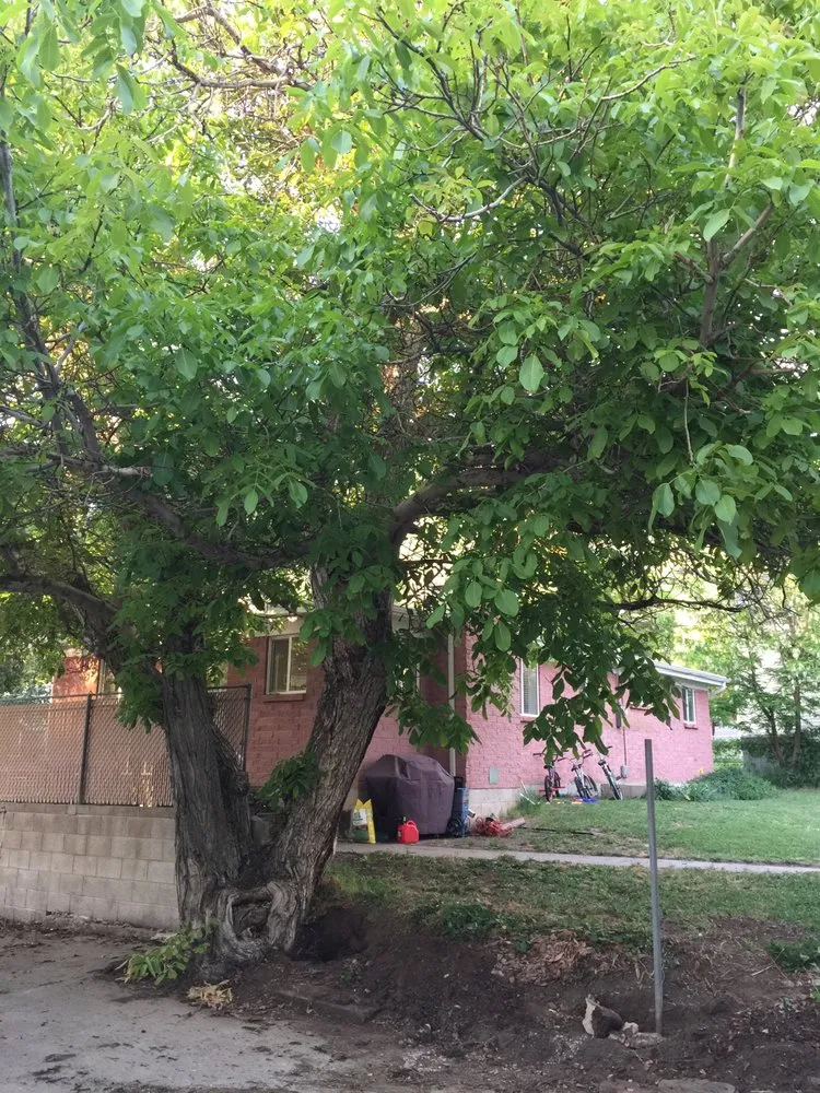 Top-rated yard maintenance for year-round maintenance across West Point, UT - Adrian's Tree and Landscape Services