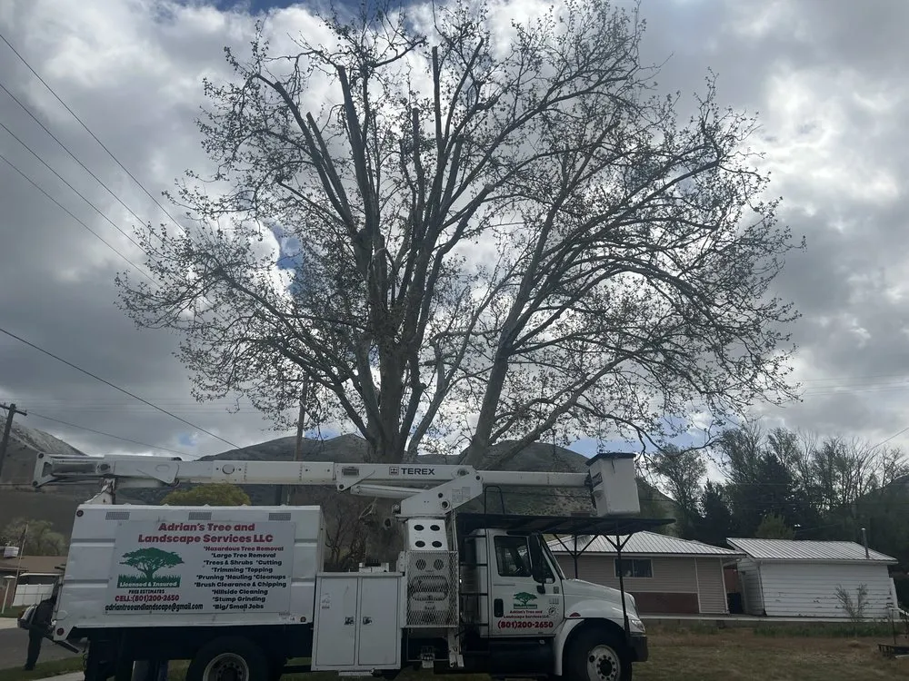 Expert landscape installation for year-round maintenance in West Point, UT by Adrian's Tree and Landscape Services
