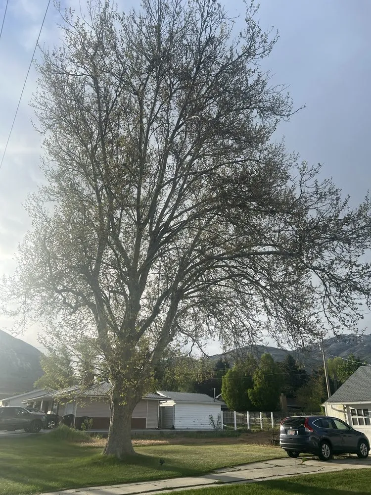 Top-rated landscaping services in West Point, UT by Adrian's Tree and Landscape Services