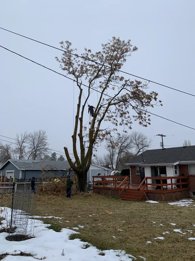 Top-rated lawn mowing service experts serving West Point, UT - Adrian's Tree and Landscape Services