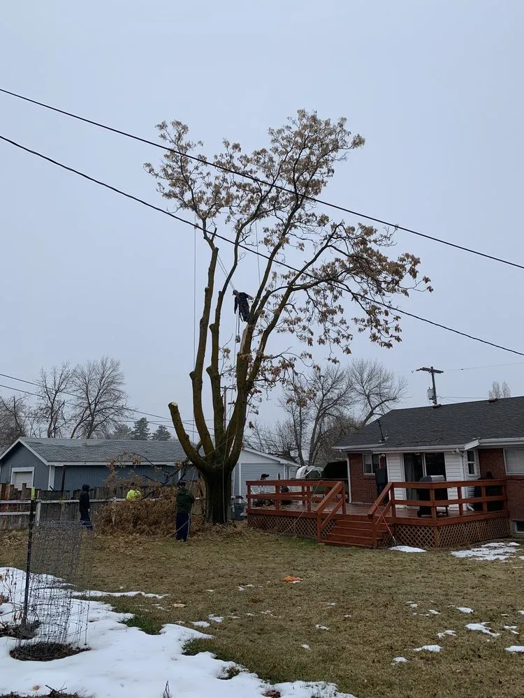 Expert landscape design for residential properties across West Point, UT - Adrian's Tree and Landscape Services