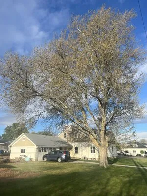 Adrian's Tree and Landscape Services