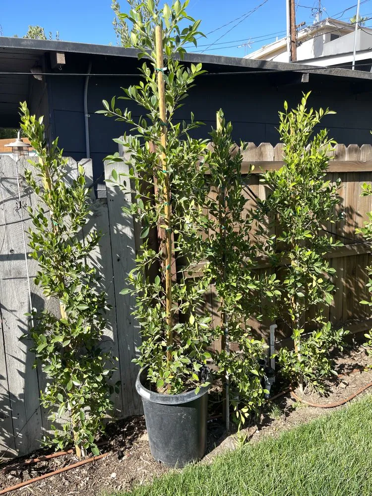 Reliable landscape design in San Fernando Valley, CA - Adrian’s Tree service & landscaping