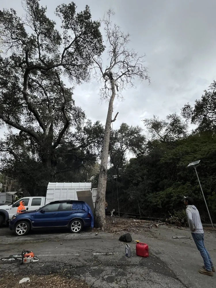 Trusted lawn mowing service in San Fernando Valley, CA by Adrian’s Tree service & landscaping