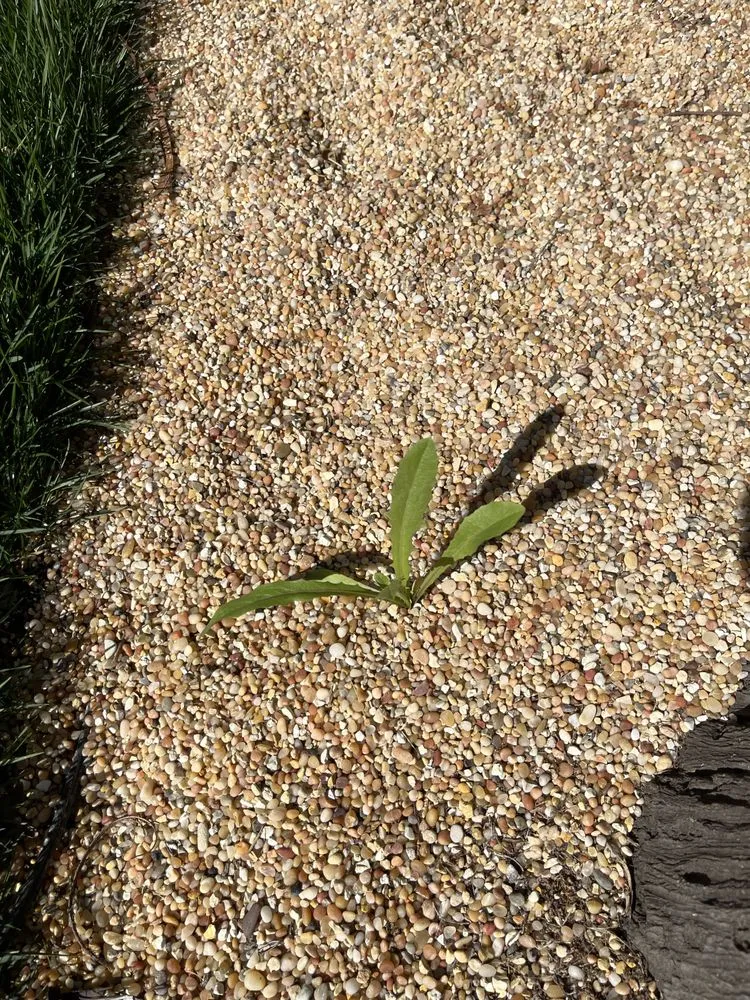 Top-rated residential landscaping experts serving San Fernando Valley, CA - Adrian’s Tree service & landscaping