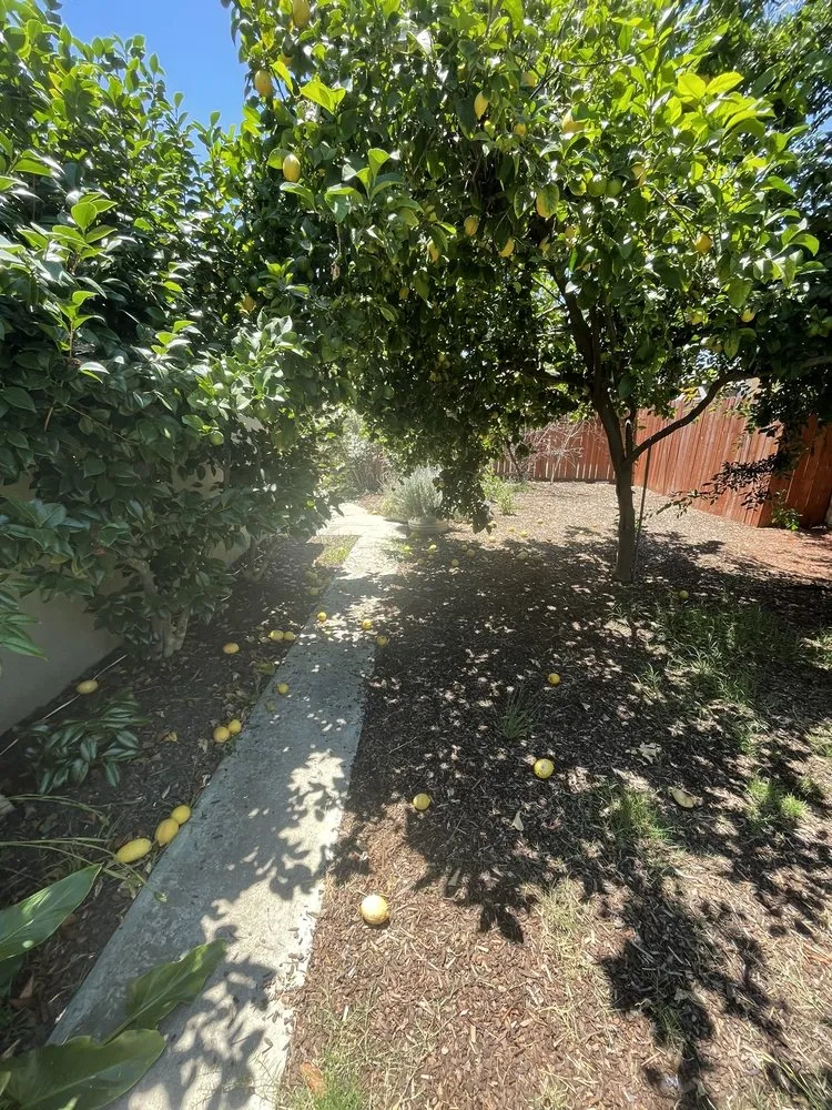 Affordable yard cleanup service for beautiful yards across San Fernando Valley, CA - Adrian’s Tree service & landscaping