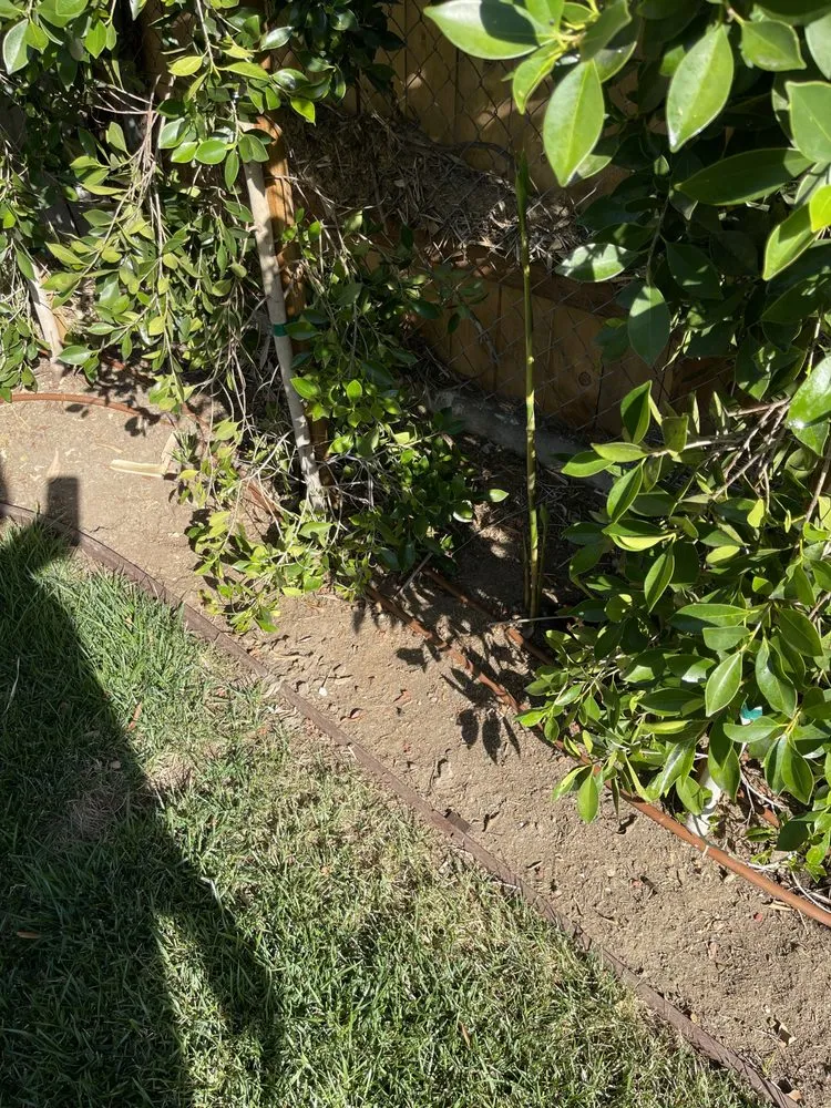 Professional landscape installation in San Fernando Valley, CA - Adrian’s Tree service & landscaping