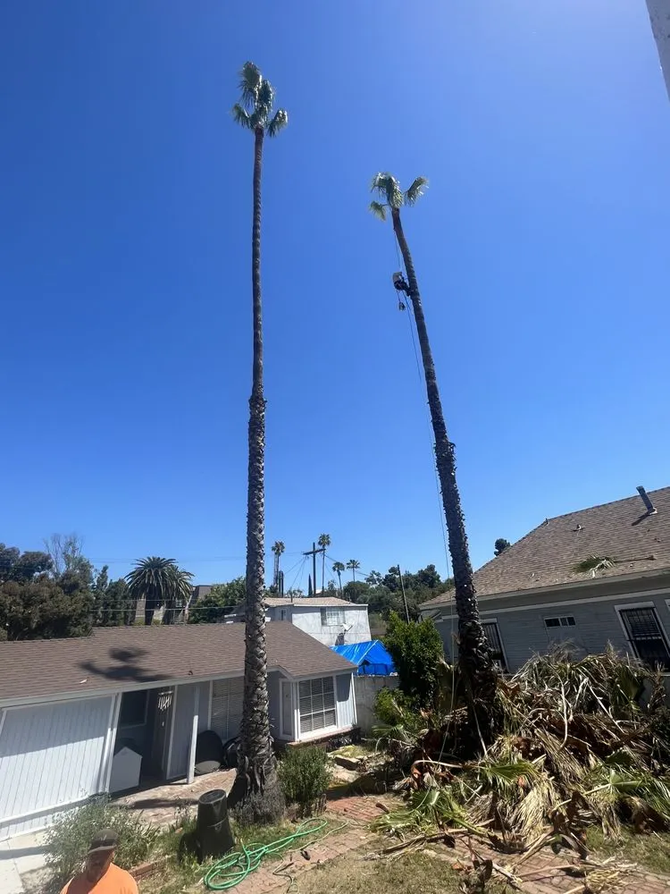 Custom residential landscaping for outdoor upgrades in San Fernando Valley, CA by Adrian’s Tree service & landscaping