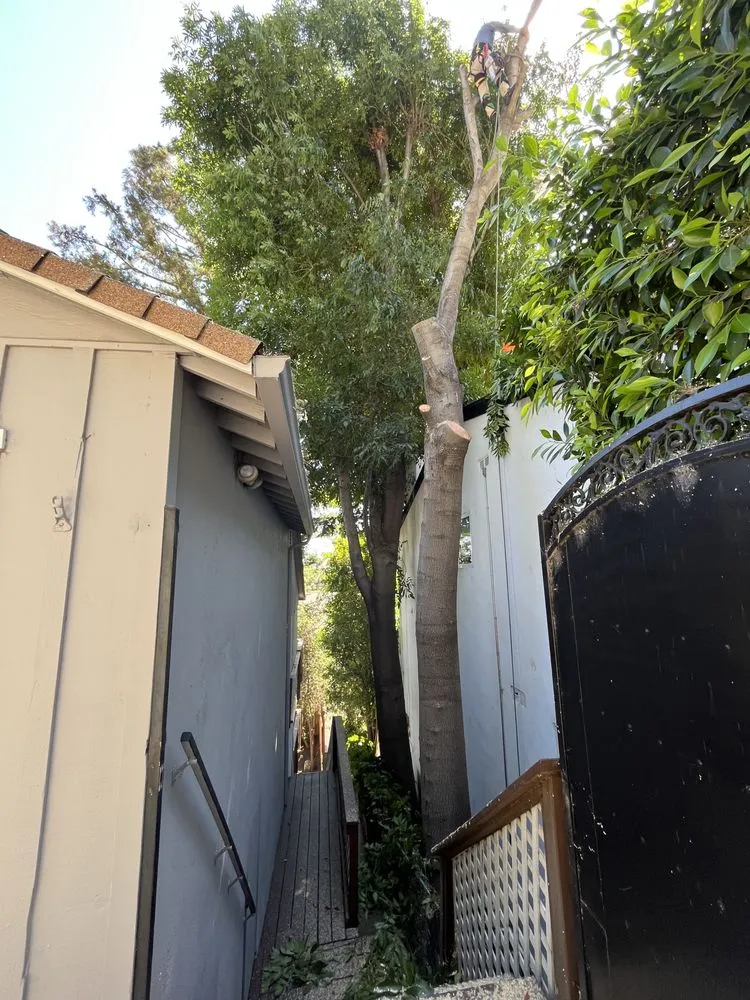 Top-rated residential landscaping for homes in San Fernando Valley, CA by Adrian’s Tree service & landscaping